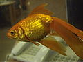 Золотая рыбка 1.jpg